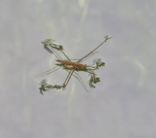 Réf. 309 315 : Aquarius sp.